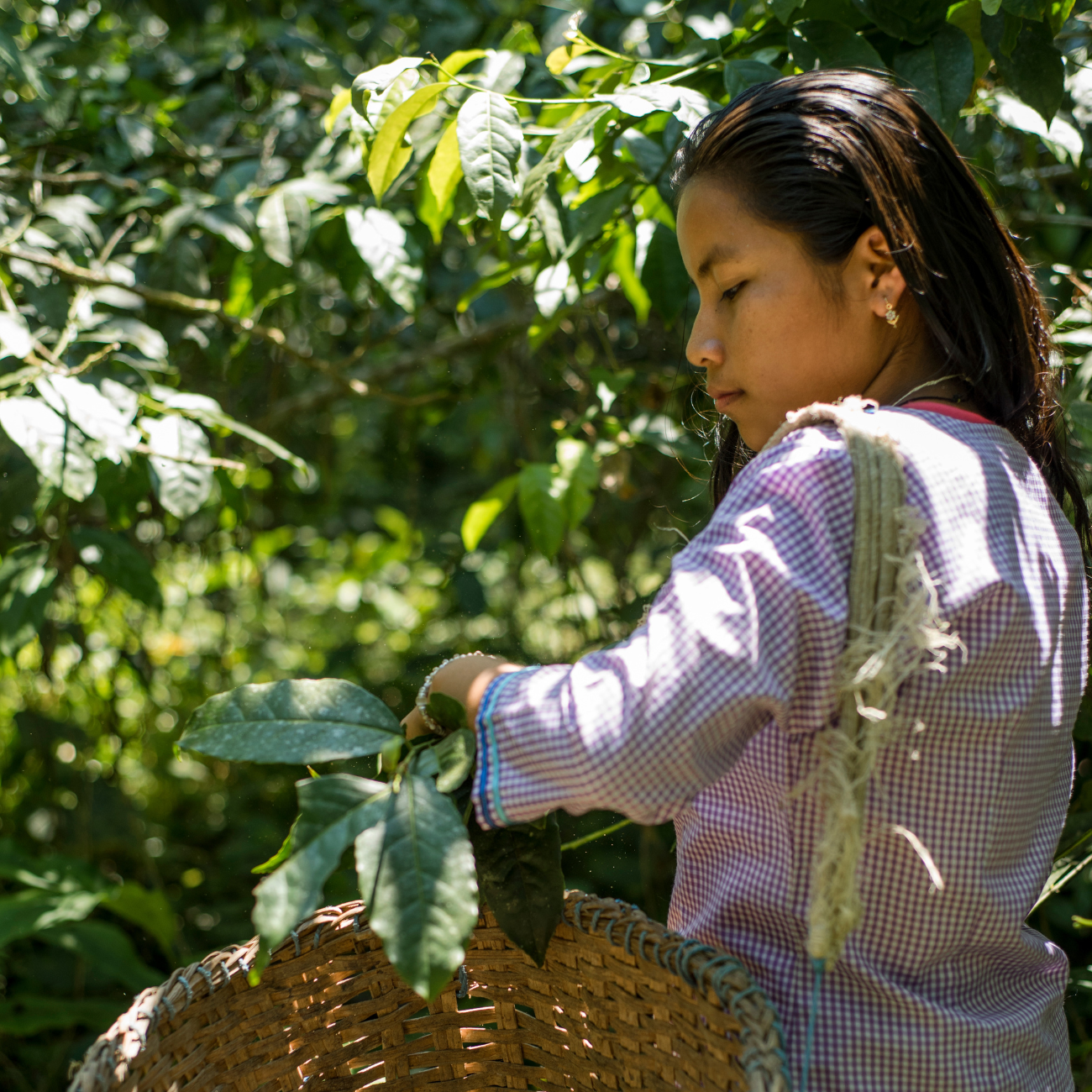 A Kichwa woman picking guayusa leaves in the Ecuadorian Amazon