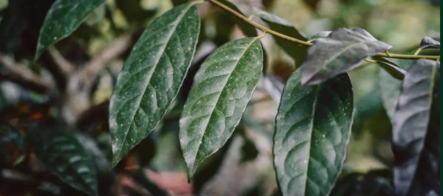 Guayusa: Nature's Best Kept Secret