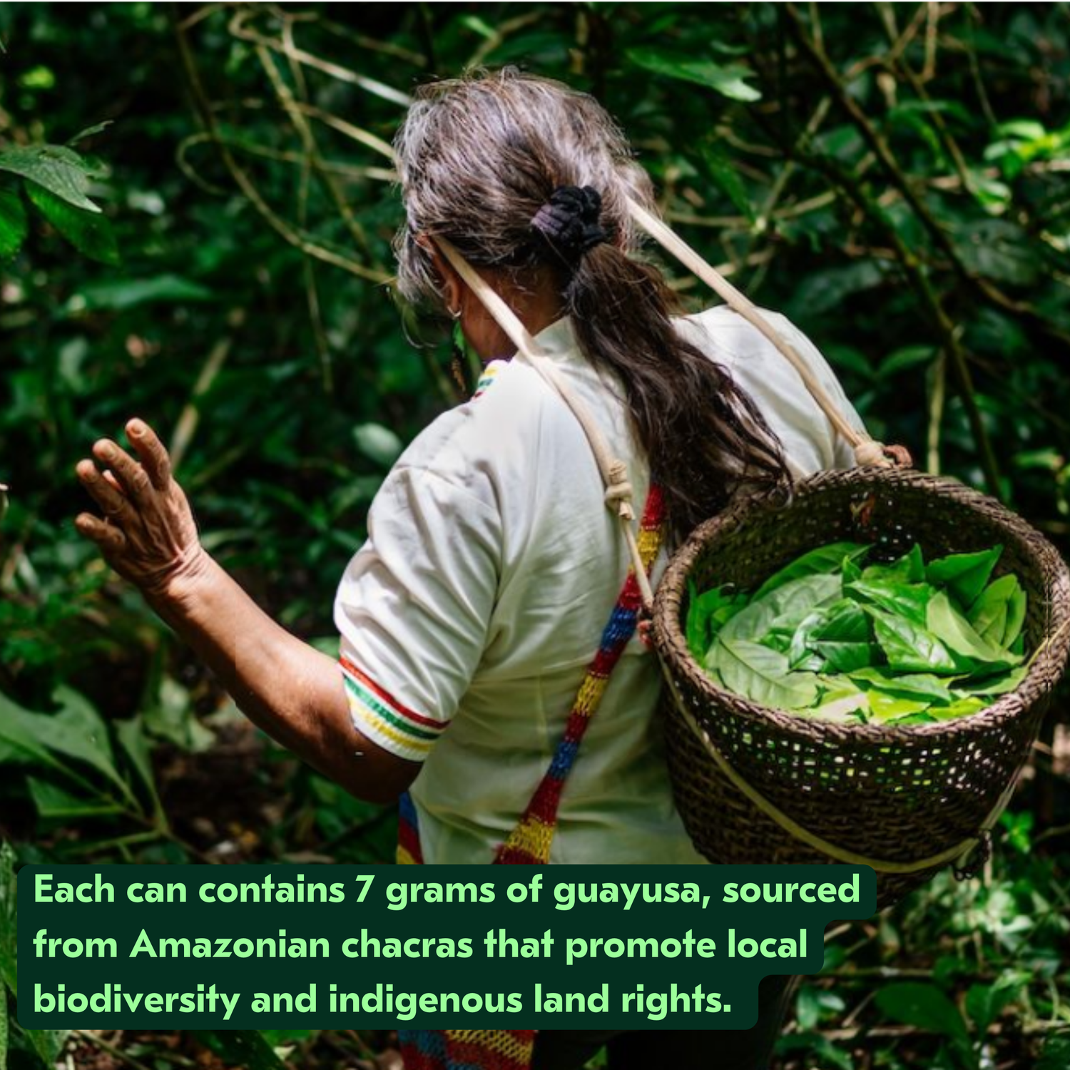 Guayusa Loose Leaf (100g)