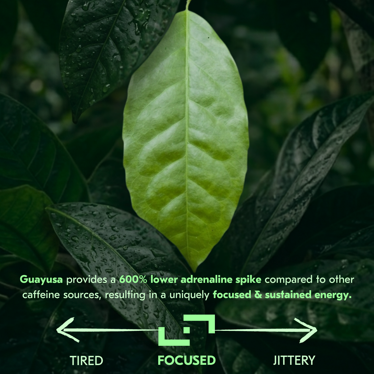 Guayusa Loose Leaf (100g)